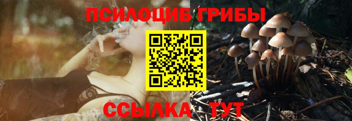 Камень-на-Оби  продажа наркотиков  Галлюциногенные грибы Psilocybe  Вход с VPN  Галлюциногенные грибы Psilocybine cubensis 
